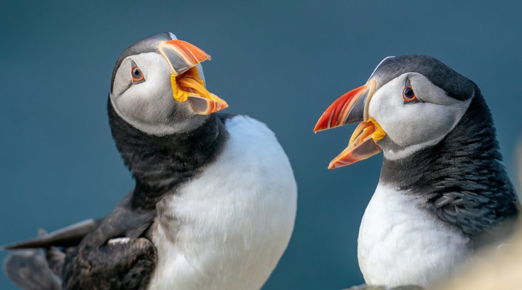 Best practices for trademark disputes - image of two puffins seemingly having a disagreement