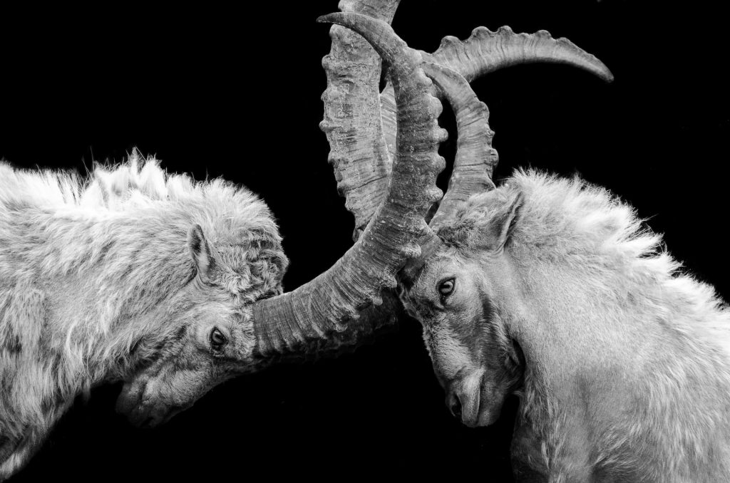 Image of two rams butting their horns together. Visual metaphor for a dispute such as we see in the legal world. Black and white image, really nicely taken.